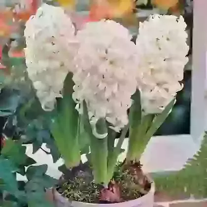 White Pearl
